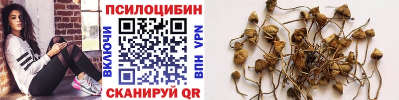 Галлюциногенные грибы GOLDEN TEACHER  Купить где  Мичуринск 